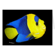 Bi-Colour Angel fish