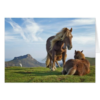 bianditz / Icelandic horses Greeting Cards by pageandturner