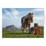 bianditz / Icelandic horses cards