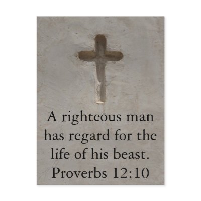 Bible quote  about Animal Cruelty Proverbs 12:10 Post Card by wizewordz