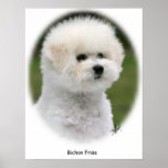 Bichon 9Y362D-058 Print