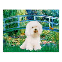 Bichon Frise 1 - Bridge Postcards