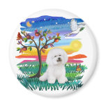 Bichon Frise 1 - Sun Glow