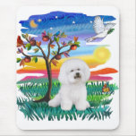Bichon Frise 1 - Sun Glow