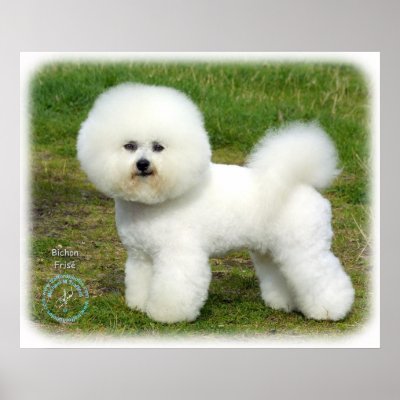 Bichon Frise 9A063D-05 Print by TraffordPhotos