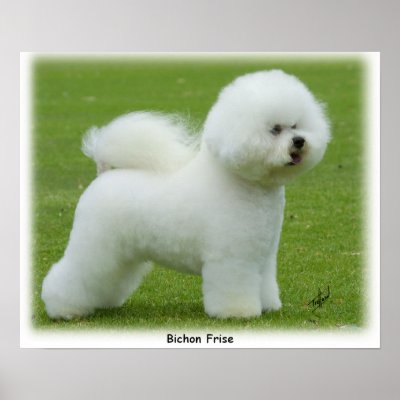 Bichon Frise 9F85D-15 Poster by TraffordPhotos