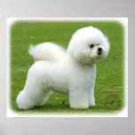 Bichon Frise 9F85D-16 Print