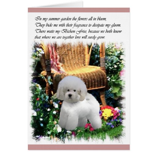 Bichon Frise Art Gifts Greeting Cards