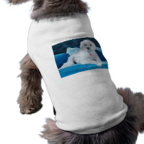 Bichon Frise Buddy Pet T Shirt