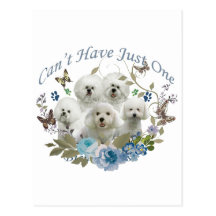 BICHON FRISE CAN'T HAVE JUST ONE POST CARD