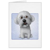 Bichon Frise