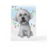 Bichon Frise Christmas