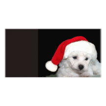 Bichon Frise Christmas Photo Cards
