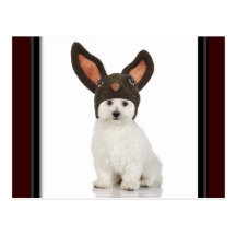 Bichon Frise Doggy With Bunny Hat Post Card