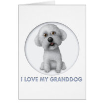 Bichon Frise Granddog
