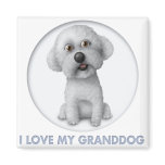 Bichon Frise Granddog
