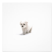Bichon Frise Invitation