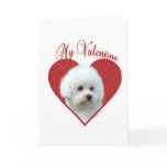 Bichon Frise My Valentine cards