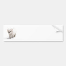 Bichon Frise Photo Bumper Sticker