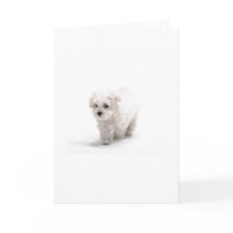 Bichon Frise Photo Greeting Card