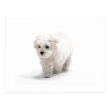 Bichon Frise Photo Postcard