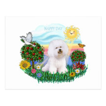 Bichon Frise Post Cards
