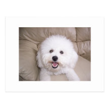 Bichon Frise Postcard