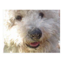 Bichon Frise Postcard