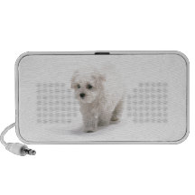 Bichon Frise Speakers