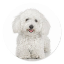 Bichon Frise Sticker