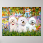 Bichon Frise Trio - Garden (VG) Print