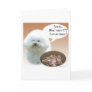 Bichon Frise Turkey Card
