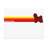 Bichon Frise With Stripes Postcard
