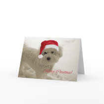 Bichon Merry Christmas Cards