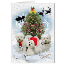 Bichon  Snowy Christmas Day Cards