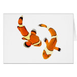 Bickering Clownfish