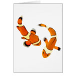 Bickering Clownfish