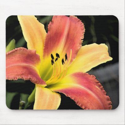 Bicolor Beauty Daylily by littlewingdesign