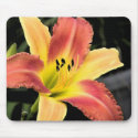Bicolor Beauty Daylily mousepads
