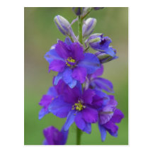 Bicolor Larkspur Post Card