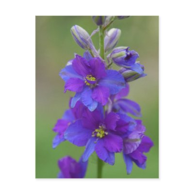 Bicolor Larkspur by littlewingdesign