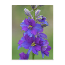 Bicolor Larkspur