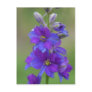 Bicolor Larkspur