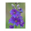 Bicolor Larkspur postcards