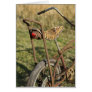 Bicycle Cycle Bicycling Cycling Banana Cruiser Cards
