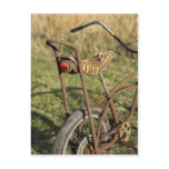 Bicycle Cycle Bicycling Cycling Banana Cruiser postcards