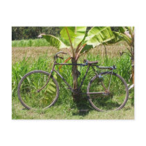 Bicycle under banana tree post cards