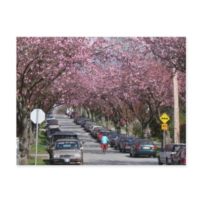 Bicycles and Cherry Blossoms Postcard by HellaD
