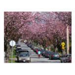 Bicycles and Cherry Blossoms Postcard
