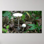 Big and little white mushrooms posters